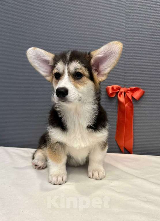 Собаки в Кургане: Щенок вельш корги пемброк Девочка, 50 000 руб. - фото 3