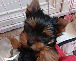 Собаки в Симферополе: Продаются щенки йорка Девочка, 45 000 руб. - фото 1