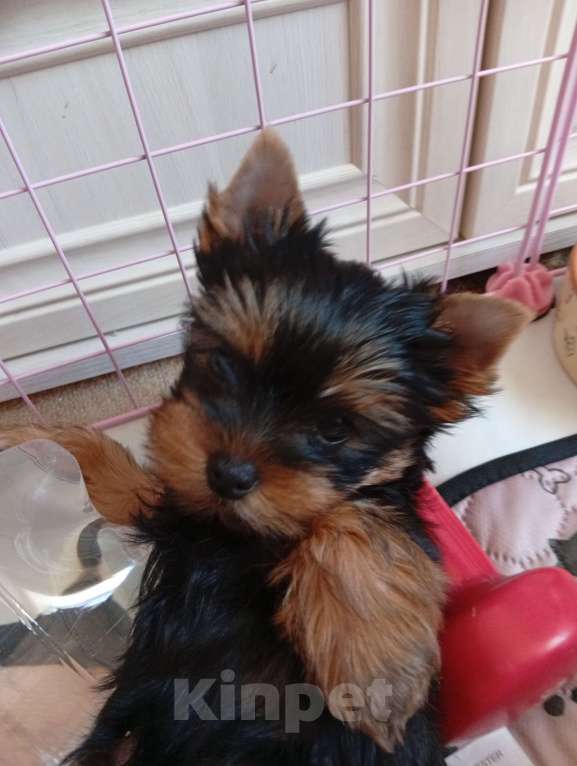 Собаки в Симферополе: Продаются щенки йорка Девочка, 45 000 руб. - фото 1