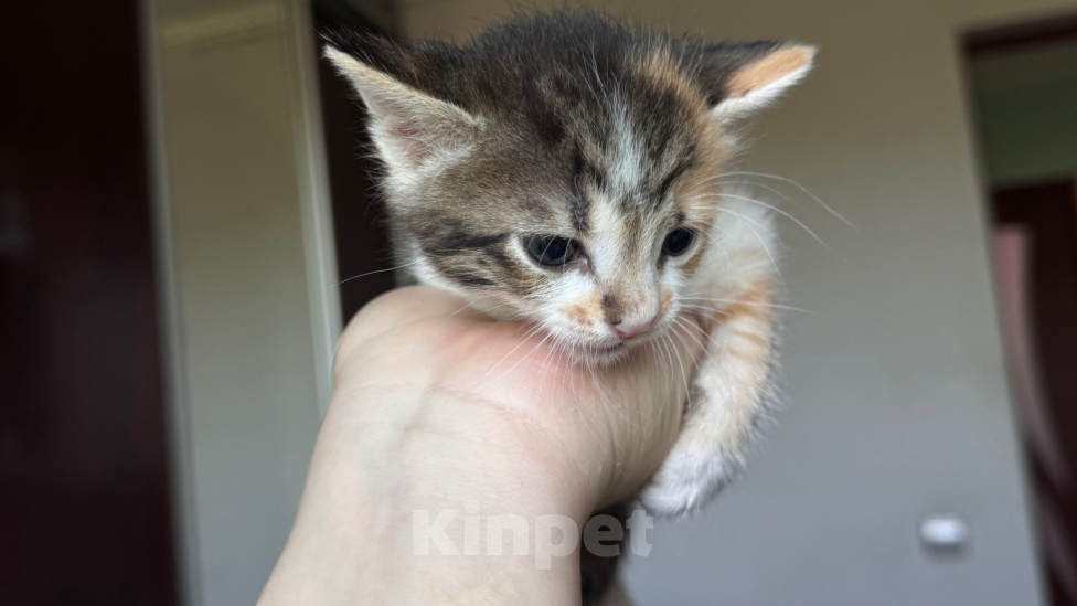 Кошки в Геленджике: девочки котята в добрые руки Девочка, Бесплатно - фото 3