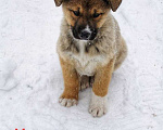 Собаки в Хотьково: Партос ищет любящий дом  Мальчик, 10 руб. - фото 1