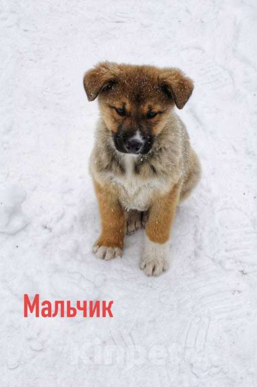 Собаки в Хотьково: Партос ищет любящий дом  Мальчик, 10 руб. - фото 1
