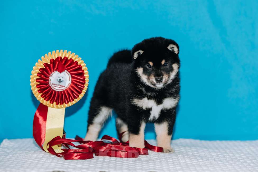 Собаки в Красноярске: Сиба-ину, щенок Мальчик, 60 000 руб. - фото 3