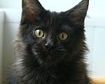 Кошки в Санкт-Петербурге: Чисто черный мальчик Мейн-Кун Мальчик, 40 000 руб. - фото 3