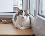 Кошки в Малмыже: Кот Беляш ждём семью, 10 руб. - фото 3