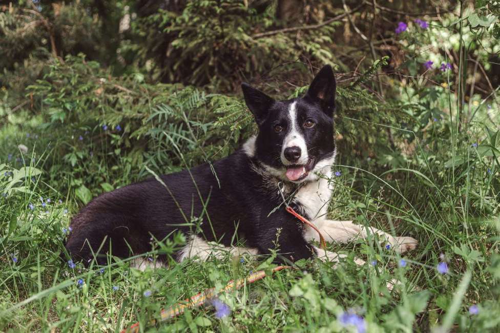 Собаки в Клине: Гелик — классный пёс Мальчик, Бесплатно - фото 4