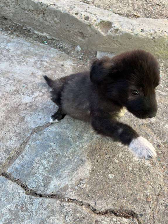 Собаки в Астрахани: Щенок алабай в добрые руки Девочка, Бесплатно - фото 2