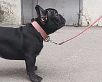 Собаки в Новочеркасске: Продаю французский Бульдог  Девочка, Бесплатно - фото 3