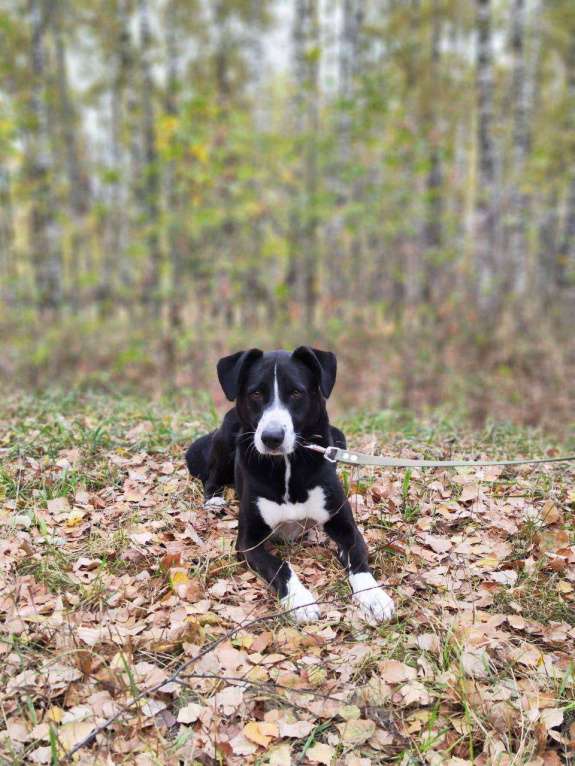 Собаки в Москве: Поляк  Мальчик, Бесплатно - фото 9