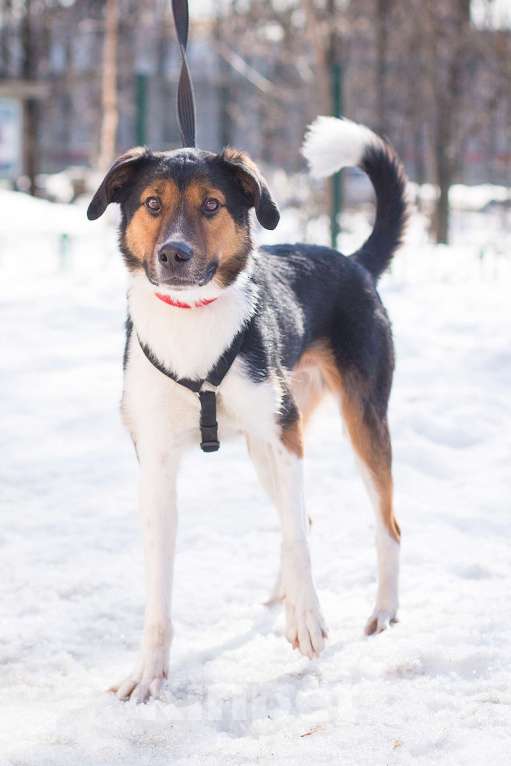 Собаки в Москве: Ньюша ищет дом Мальчик, Бесплатно - фото 9