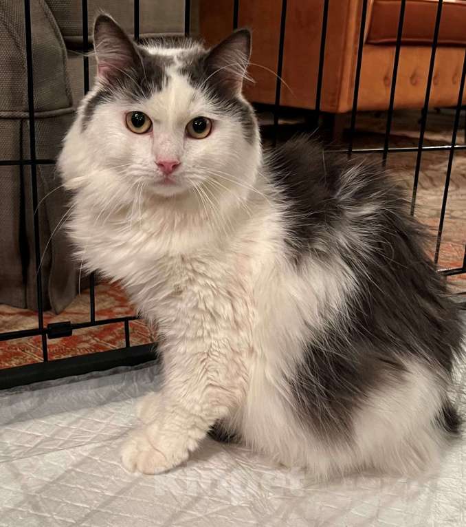 Кошки в Москве: Зефирка ищет своего человека Мальчик, Бесплатно - фото 1