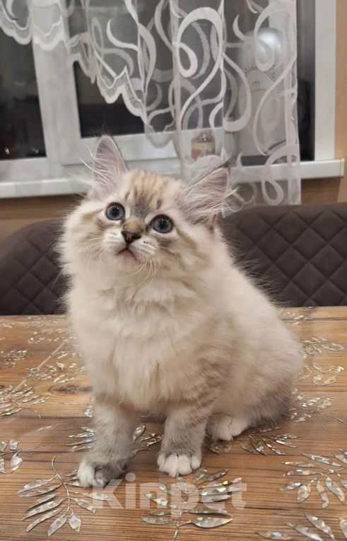 Кошки в Кохме: Невская маскарадная девочка Девочка, 45 000 руб. - фото 4