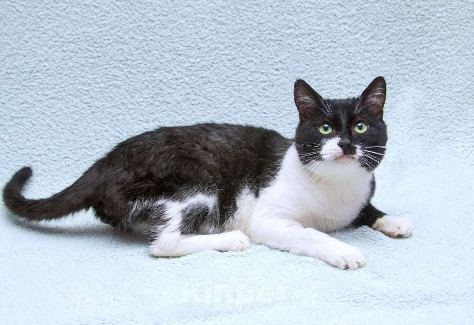 Кошки в Москве: Обаятельный котик Мейсон в дар Мальчик, 1 руб. - фото 3