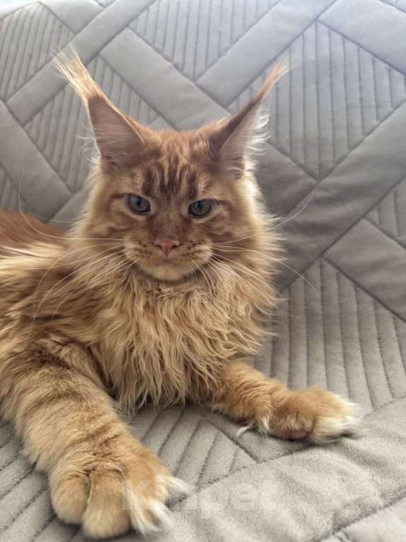 Кошки в Москве: Котёнок мейн-кун Мальчик, 65 000 руб. - фото 6