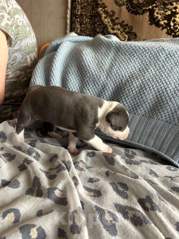 Собаки в Москве: Голубо-белая дама Девочка, 60 000 руб. - фото 2