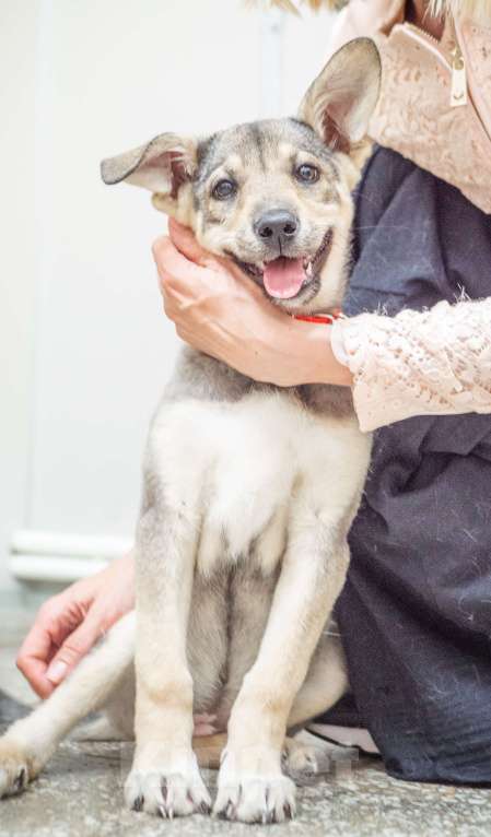 Собаки в Москве: Щенок Фиби  Девочка, Бесплатно - фото 4