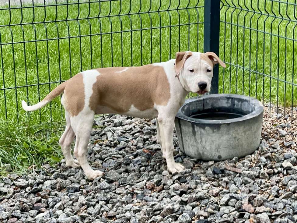 Собаки в Москве: Девочка Американский стаффордширский терьер  Девочка, 50 000 руб. - фото 3