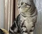 Кошки в Йошкаре-Оле: Шотландские короткошёрстные вислоухие котята Мальчик, 7 000 руб. - фото 9