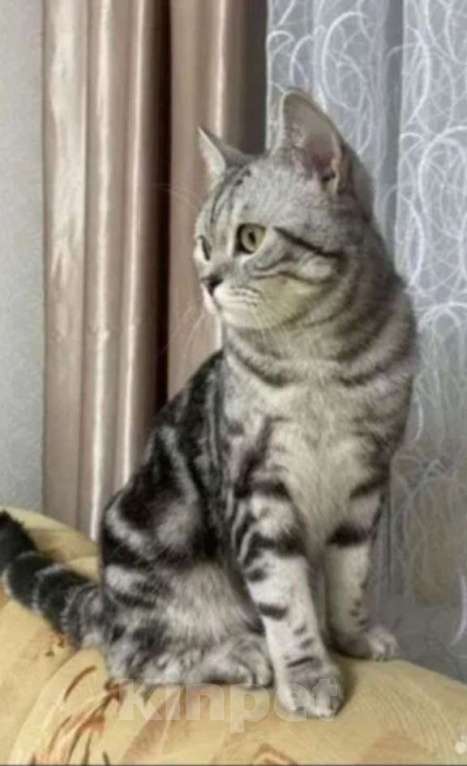 Кошки в Йошкаре-Оле: Шотландские короткошёрстные вислоухие котята Мальчик, 7 000 руб. - фото 9