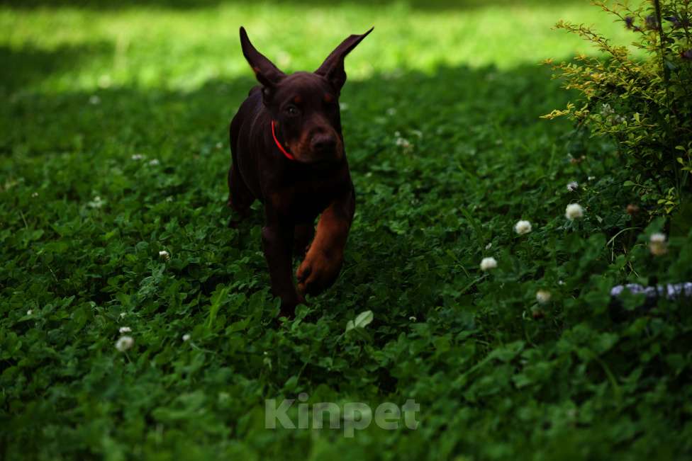 Собаки в Екатеринбурге: Щенки добермана с документами Мальчик, 50 000 руб. - фото 6