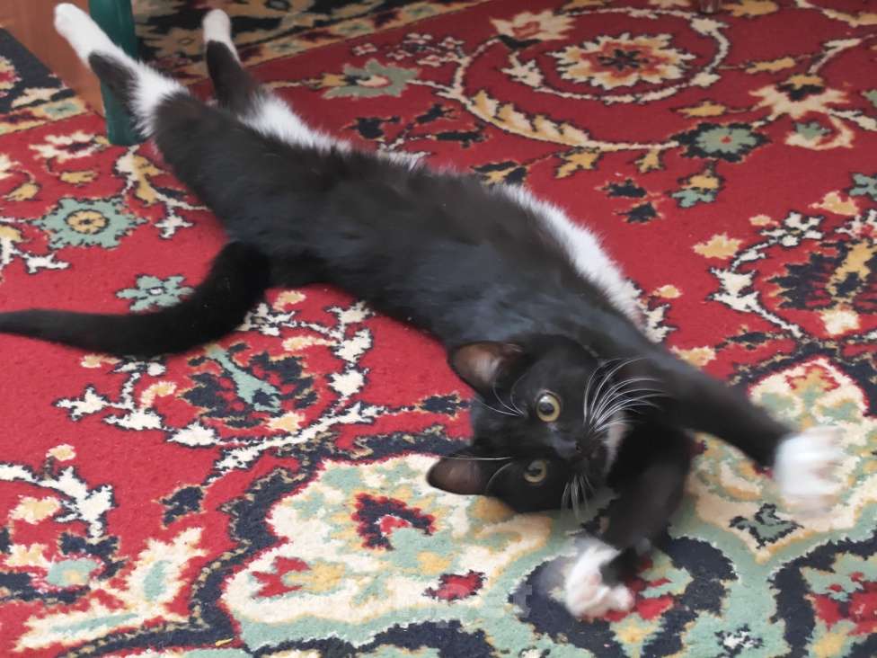 Кошки в Москве: Фросе нужен дом Девочка, Бесплатно - фото 5