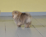 Собаки в Подольске: Шпиц щенок оранж Мальчик, Бесплатно - фото 4