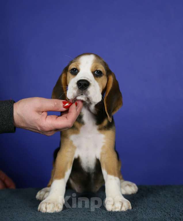 Собаки в Москве: Щенки бигль п-к Кара Урус Разнополые, 50 000 руб. - фото 5