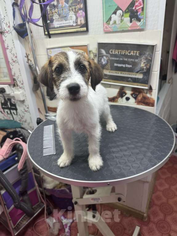 Собаки в Москве: Мальчик брокен Джек рассел Мальчик, 35 000 руб. - фото 3