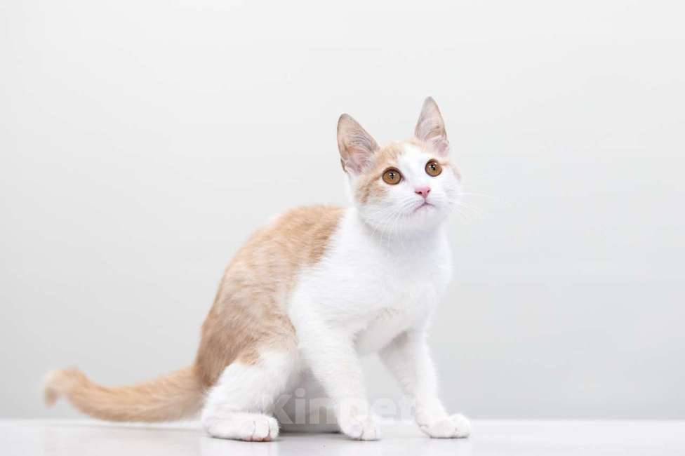 Кошки в Москве: Пончик Мальчик, Бесплатно - фото 5