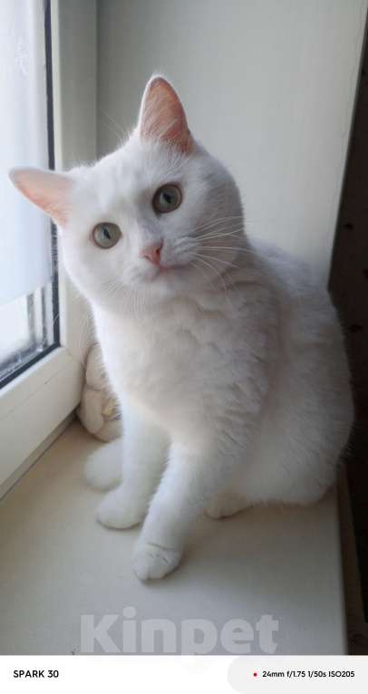 Кошки в Шелехове: Отдам в хорошие руки Девочка, Бесплатно - фото 3