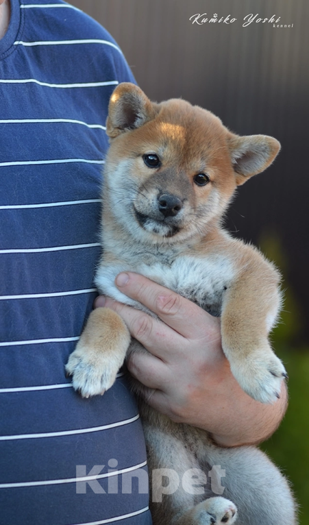 Собаки в Твери: Сиба ину щенки питомник Kumiko yoshi девочка Девочка, Бесплатно - фото 2