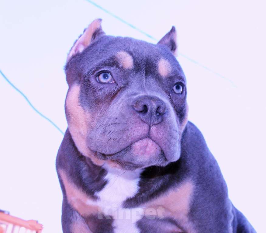 Собаки в Люберцах: Девочка- булли Девочка, 80 000 руб. - фото 9