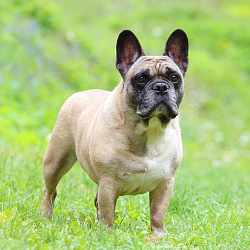 Французский бульдог