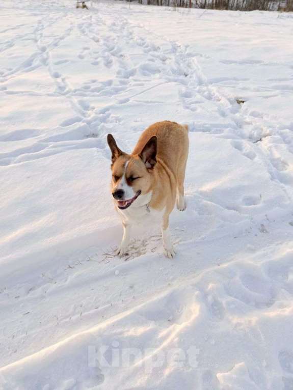 Собаки в Москве: Астра Девочка, Бесплатно - фото 4