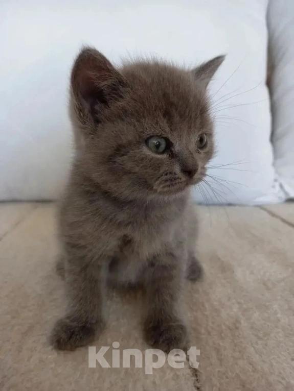 Кошки в Улане-Удэ: Британские котики Разнополые, 5 000 руб. - фото 1