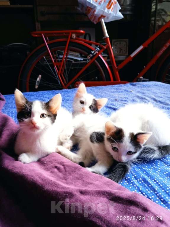 Кошки в Санкт-Петербурге: Котенок Мальчик, Бесплатно - фото 3