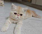Кошки в Ростове-на-Дону: Котята короткошерстных персидских экзотов Мальчик, 20 000 руб. - фото 5