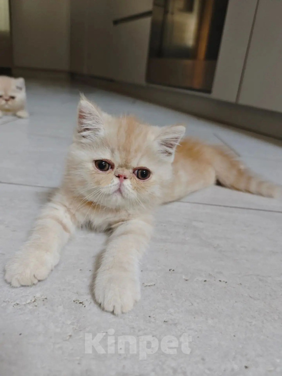 Кошки в Ростове-на-Дону: Котята короткошерстных персидских экзотов Мальчик, 20 000 руб. - фото 5