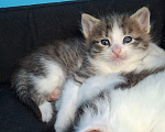 Кошки в Санкт-Петербурге: котята. коты и кошечки. есть пушистые. Разнополые, Бесплатно - фото 7