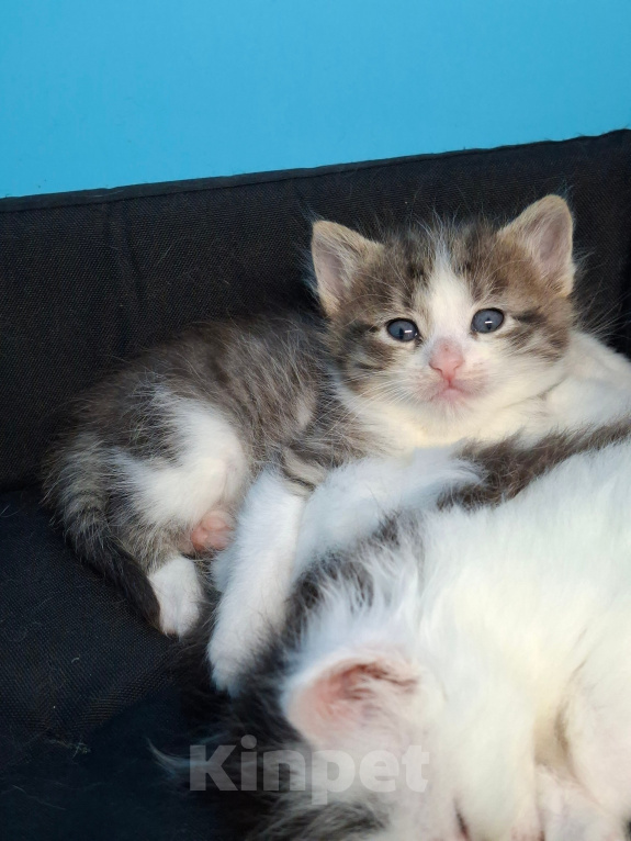 Кошки в Санкт-Петербурге: котята. коты и кошечки. есть пушистые. Разнополые, Бесплатно - фото 7