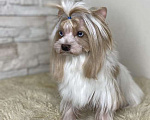 Собаки в Москве: Цветной йорк Голдаст мальчик Мальчик, 70 000 руб. - фото 3