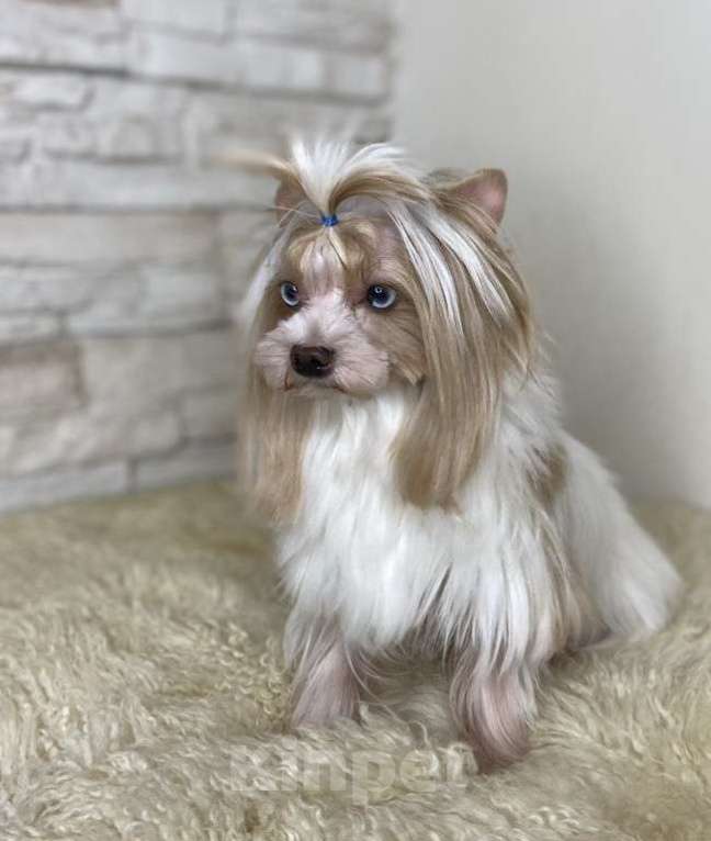 Собаки в Москве: Цветной йорк Голдаст мальчик Мальчик, 70 000 руб. - фото 3