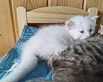 Кошки в Волхове: Сибирские клубные котята. Мальчик. Мальчик, Бесплатно - фото 5