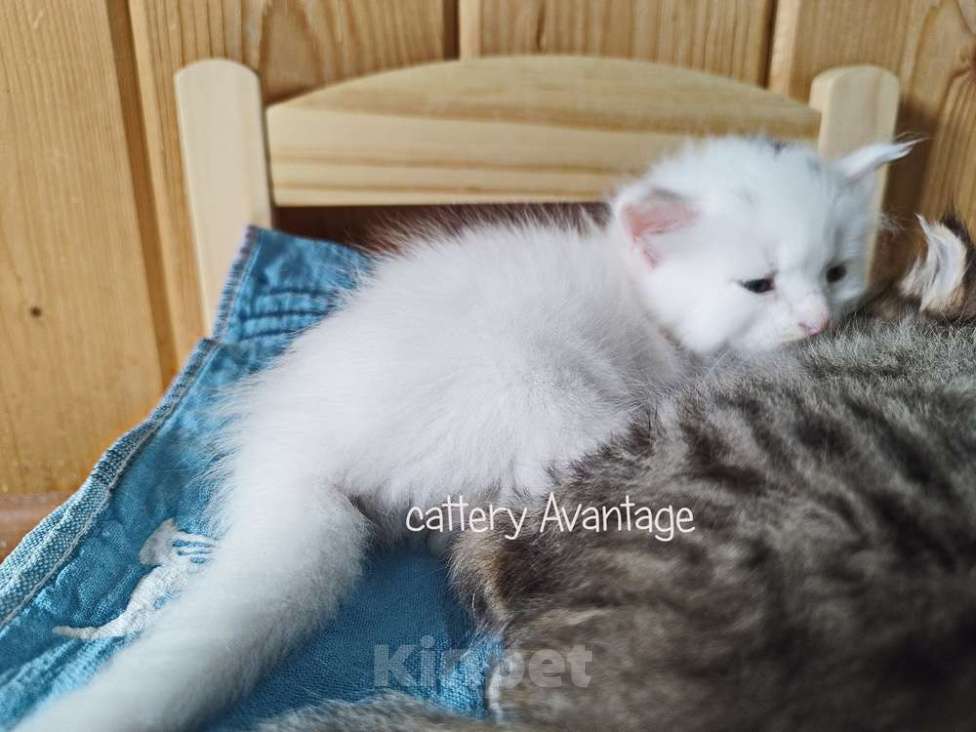 Кошки в Волхове: Сибирские клубные котята. Мальчик. Мальчик, Бесплатно - фото 5