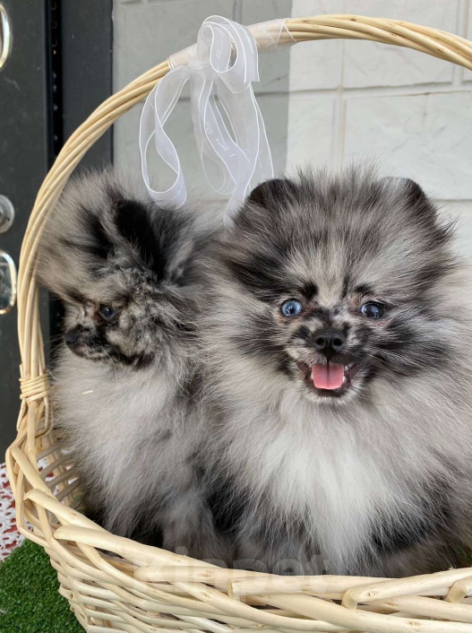 Собаки в Новороссийске: Мраморные малыши Померанского шпица Мальчик, Бесплатно - фото 3