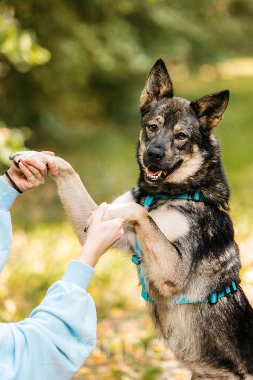 Собаки в Москве: Бубоня - микс добродушия и нежности, в поиске семьи ! Мальчик, Бесплатно - фото 10