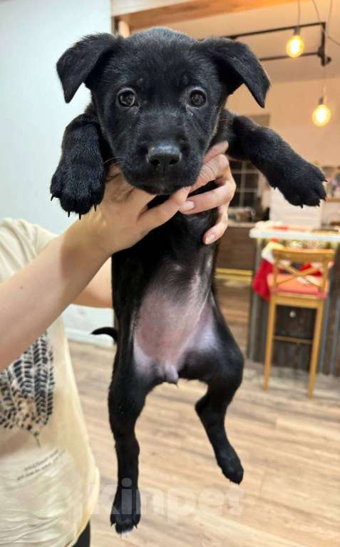 Собаки в других городах Московской области: Чёрная лапка  Девочка, Бесплатно - фото 2