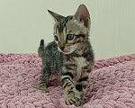 Кошки в других городах Свердловской области: Бенгальский котёнок Девочка, Бесплатно - фото 1