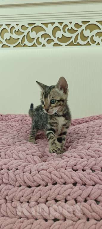 Кошки в других городах Свердловской области: Бенгальский котёнок Девочка, Бесплатно - фото 1