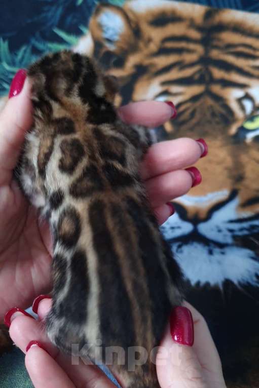 Кошки в Симферополе: Бенгальские котята Мальчик, 80 000 руб. - фото 2